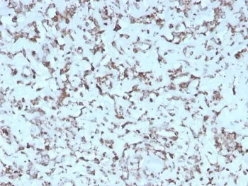 Cytochrome C Recombinant Antibody - image 1