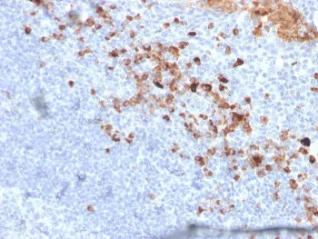 CD5L Antibody / CD5 Ligand - image 1