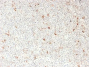 OX40 Antibody / CD134 - image 1