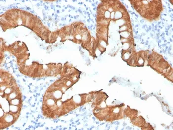 Villin Recombinant Antibody - image 1