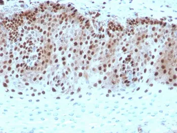 c-Myc Recombinant Antibody - image 1