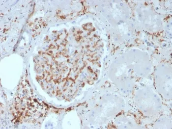 Integrin beta 1 Antibody / ITGB1 / CD29 - image 1