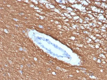 MBP Recombinant Antibody / Myelin Basic Protein - image 1