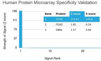 ITLN1 Antibody / Intelectin 1 / Omentin - image 1