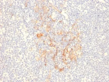 CD79b Antibody - image 1