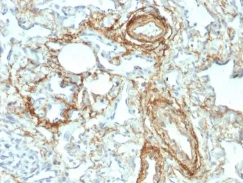 Elastin Antibody - image 1