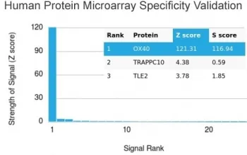 OX40 Antibody / CD134 - image 1