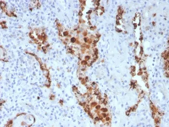 Napsin A Antibody - image 1