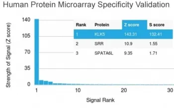 Kallikrein 5 Antibody / KLK5 - image 1