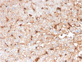 APOD Antibody / Apolipoprotein D - image 1