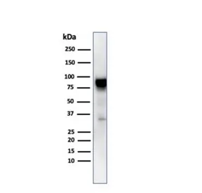 HSP90 beta Antibody / HSP90AB1 - image 1