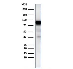 HSP90 beta Antibody / HSP90AB1 - image 1