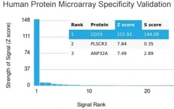 CD10 Antibody / Neprilysin - image 1