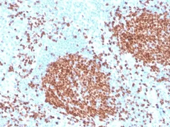 PAX5 Recombinant Antibody - image 1