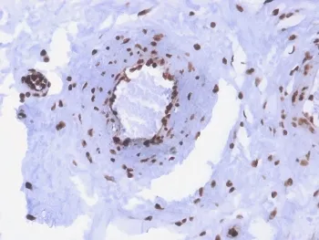 dsDNA Recombinant Antibody / Double Stranded DNA - image 1