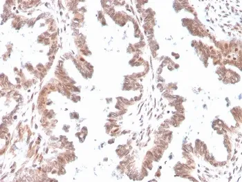 GDF9 Antibody / Growth Differentiation Factor 9 - image 1