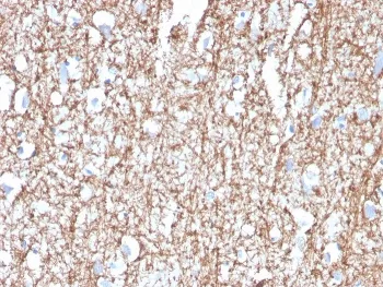 MBP Antibody / Myelin Basic Protein - image 1