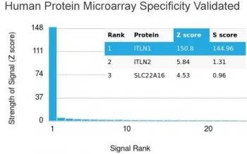 ITLN1 Antibody / Intelectin 1 / Omentin - image 1