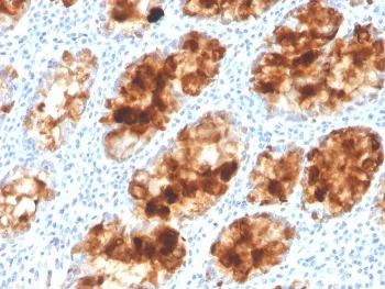 ITLN1 Antibody / Intelectin 1 / Omentin - image 1