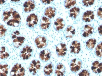 ITLN1 Antibody / Intelectin 1 / Omentin - image 1