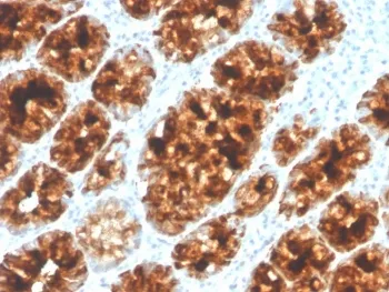 ITLN1 Antibody / Intelectin 1 / Omentin - image 1