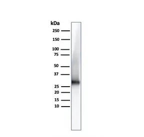 Adiponectin Antibody - image 1