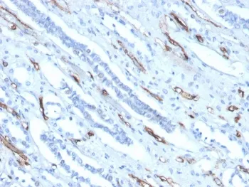 Adiponectin Antibody - image 1