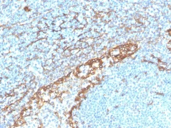 Podoplanin Recombinant Antibody / gp36 - image 1