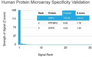 Retinol Binding Protein 4 Antibody / RBP4 - image 1