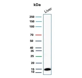 TTR Antibody / Transthyretin / Prealbumin - image 1