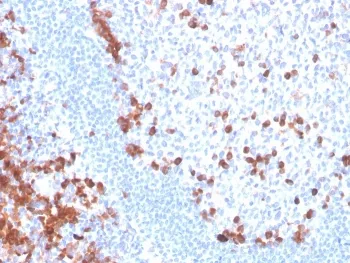 B7-H6 Antibody / NCR3LG1 - image 1