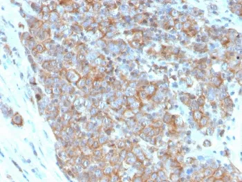 CD33 Antibody - image 1