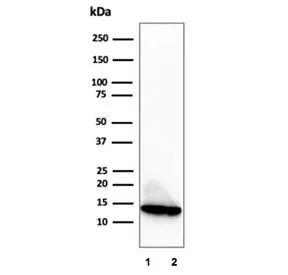 MIF Antibody / Macrophage migration inhibitory factor - image 1