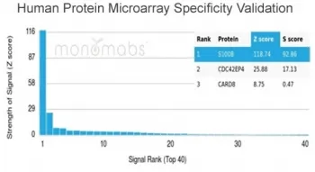 S100B Antibody - image 1