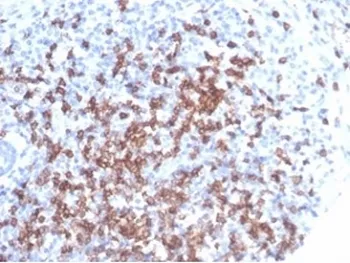 CD8A Antibody - image 1