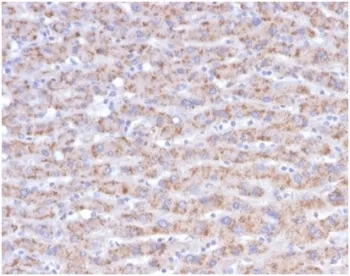 CD40L Antibody / TRAP / CD154 - image 1
