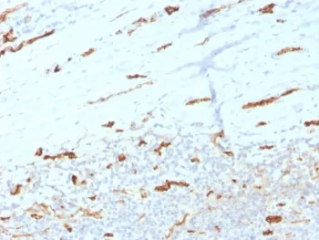 CD31 Antibody / PECAM-1 - image 1