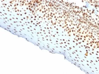 Nuclear Antigen Recombinant Antibody - image 1