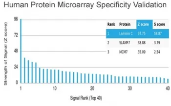 Laminin gamma 1 Antibody / LAMC1 - image 1