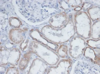 Biotin / Vitamin B7 / Vitamin H Antibody - image 1