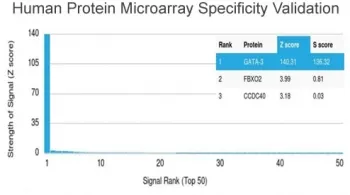 GATA3 Antibody - image 1