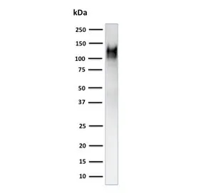 CD31 Antibody / PECAM-1 - image 1