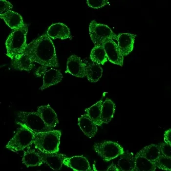 Daxx Antibody - image 1