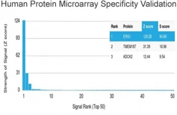 ERG Antibody / Transcriptional regulator ERG - image 1