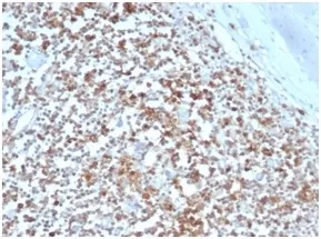 HLA-G Antibody - image 1