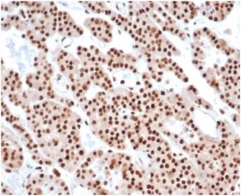 PCNA Antibody - image 1