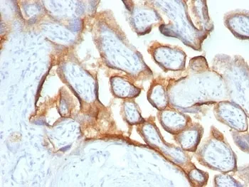 hCG alpha Antibody / Luteinizing Hormone alpha - image 1