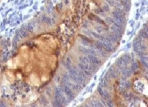 Secretory Component p85 Antibody / ECM1 - image 1