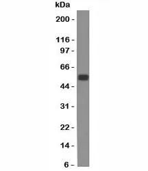 EpCAM Antibody - image 1