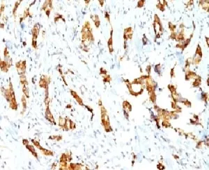 HSP27 Antibody / HSPB1 - image 1